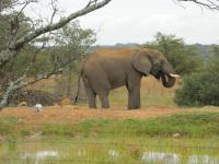 Thekwane Lodge / Dinokeng Wildpark / Elefant